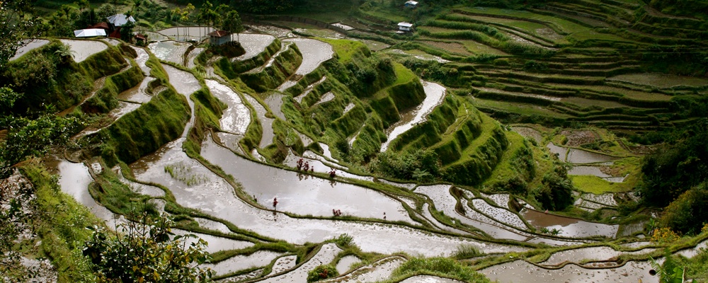 banaue rice terraces